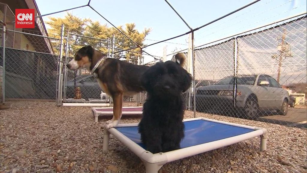 VIDEO: Seekor Anjing Tertular Cacar Monyet dari Pemiliknya